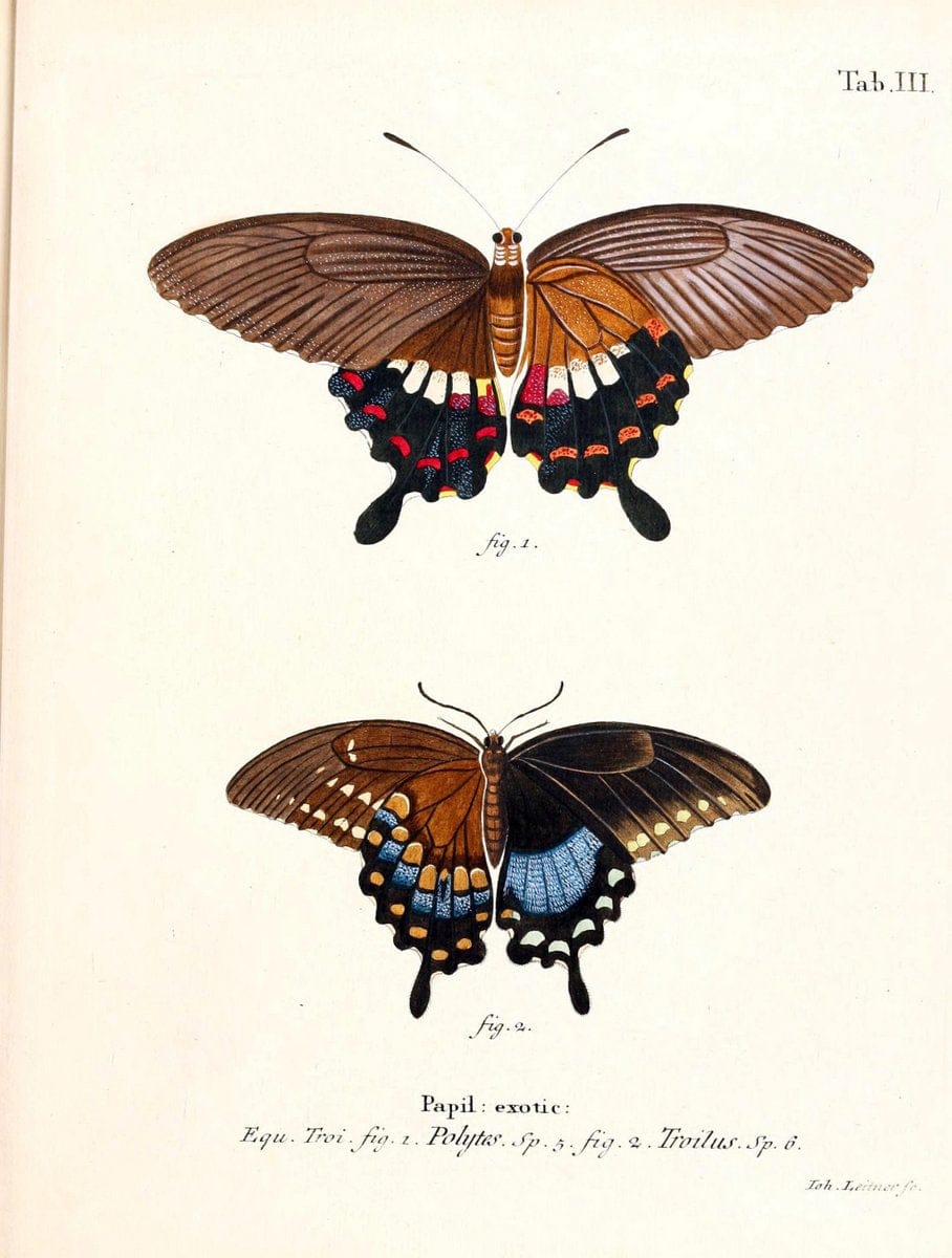 Die auslÃ¤ndischen Schmetterlinge in Abbildungen nach der Natur. v.2, platesErlangen :im | Butterflies Lepidoptera "Pictorial works"  | Vintage Print Reproduction 471249