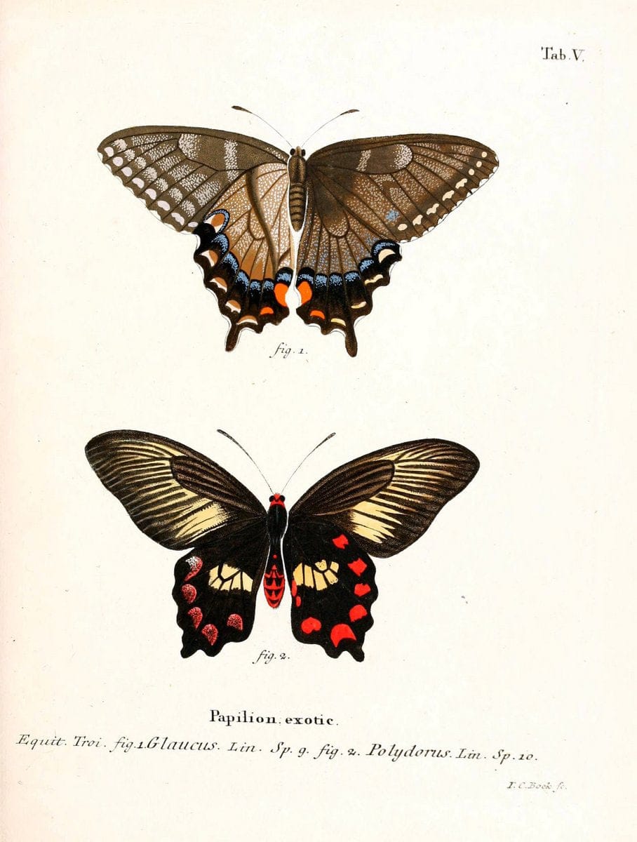Die auslÃ¤ndischen Schmetterlinge in Abbildungen nach der Natur. v.2, platesErlangen :im | Butterflies Lepidoptera "Pictorial works"  | Vintage Print Reproduction 471251
