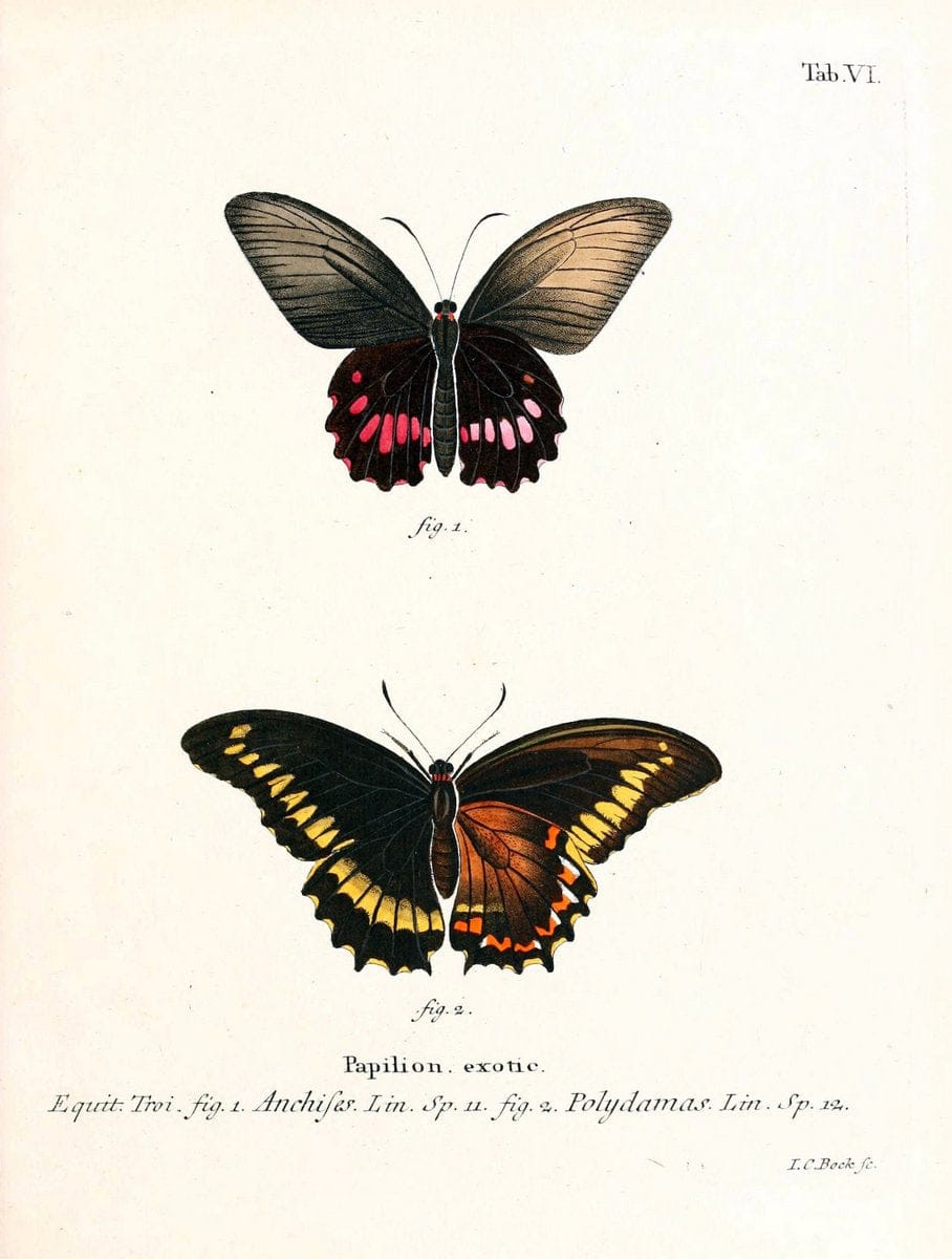 Die auslÃ¤ndischen Schmetterlinge in Abbildungen nach der Natur. v.2, platesErlangen :im | Butterflies Lepidoptera "Pictorial works"  | Vintage Print Reproduction 471252