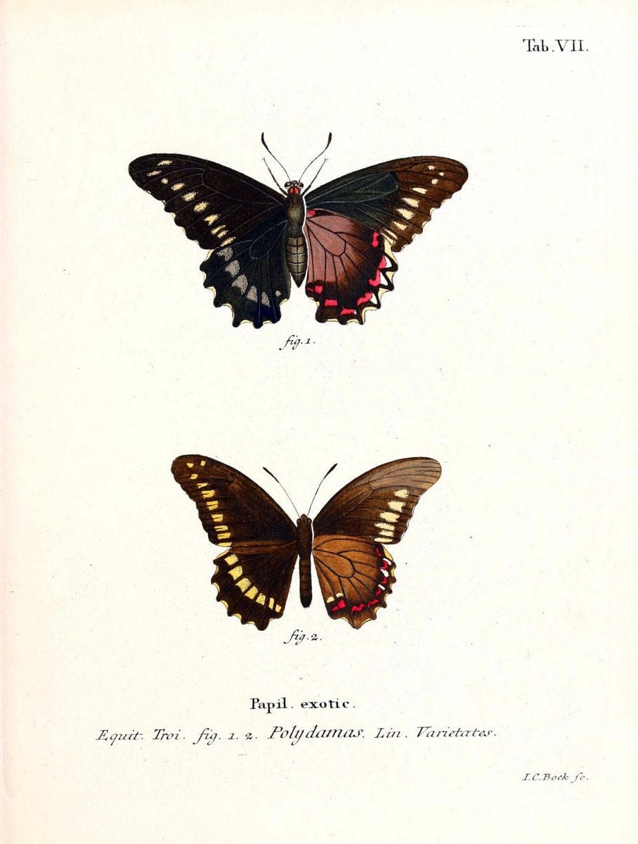 Die auslÃ¤ndischen Schmetterlinge in Abbildungen nach der Natur. v.2, platesErlangen :im | Butterflies Lepidoptera "Pictorial works"  | Vintage Print Reproduction 471253