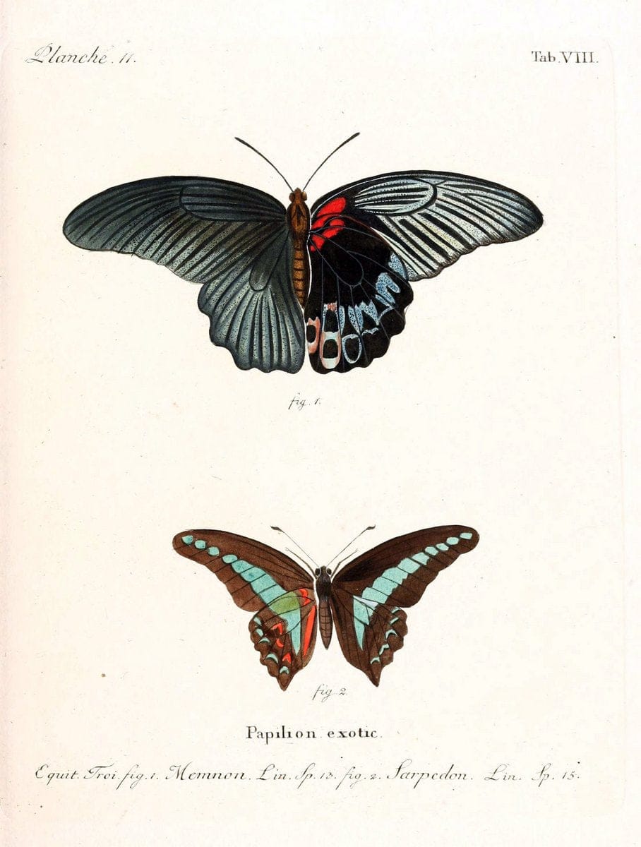 Die auslÃ¤ndischen Schmetterlinge in Abbildungen nach der Natur. v.2, platesErlangen :im | Butterflies Lepidoptera "Pictorial works"  | Vintage Print Reproduction 471254