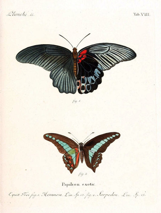 Die auslÃ¤ndischen Schmetterlinge in Abbildungen nach der Natur. v.2, platesErlangen :im | Butterflies Lepidoptera "Pictorial works"  | Vintage Print Reproduction 471254