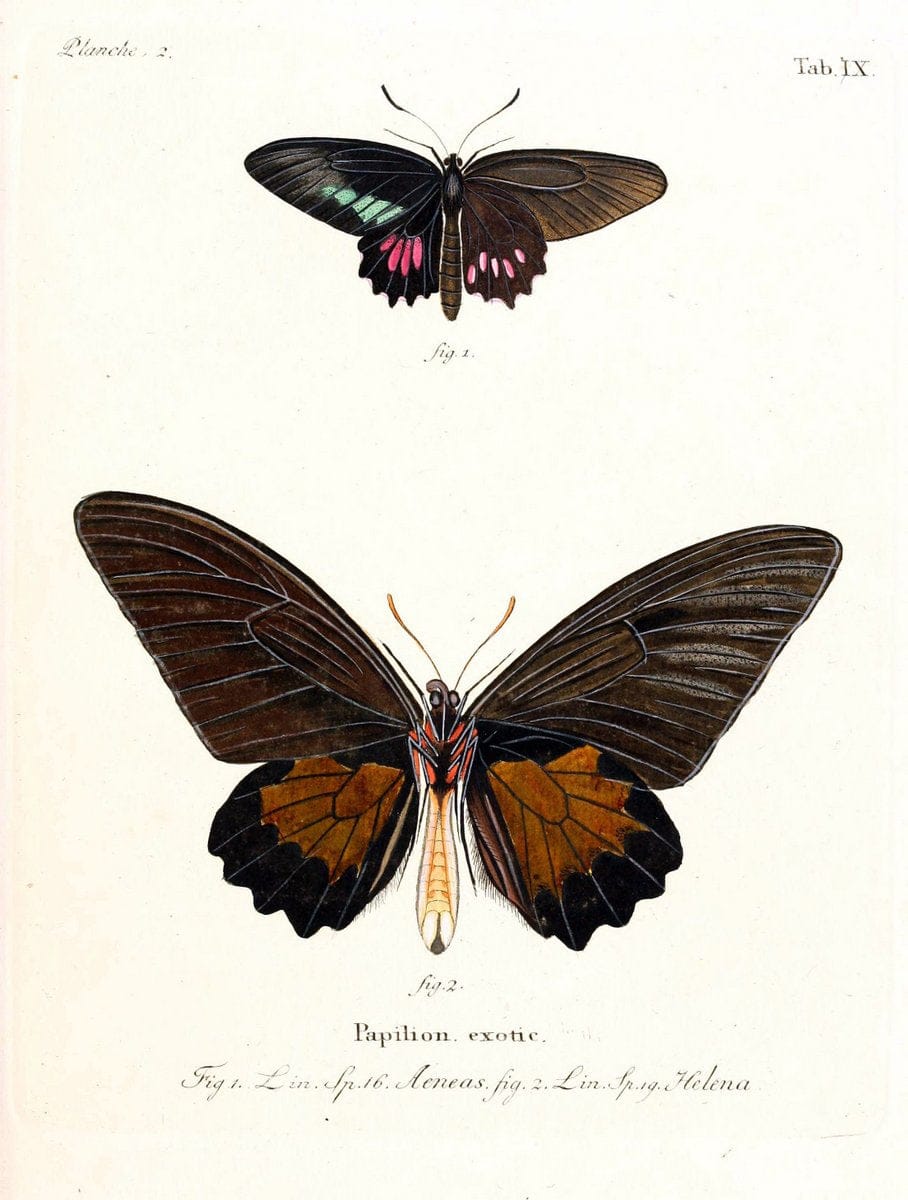 Die auslÃ¤ndischen Schmetterlinge in Abbildungen nach der Natur. v.2, platesErlangen :im | Butterflies Lepidoptera "Pictorial works"  | Vintage Print Reproduction 471255