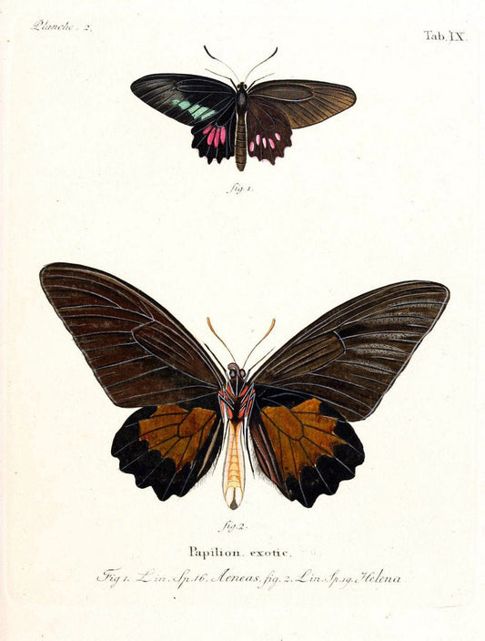 Die auslÃ¤ndischen Schmetterlinge in Abbildungen nach der Natur. v.2, platesErlangen :im | Butterflies Lepidoptera "Pictorial works"  | Vintage Print Reproduction 471255