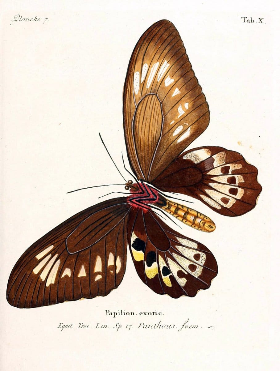 Die auslÃ¤ndischen Schmetterlinge in Abbildungen nach der Natur. v.2, platesErlangen :im | Butterflies Lepidoptera "Pictorial works"  | Vintage Print Reproduction 471256