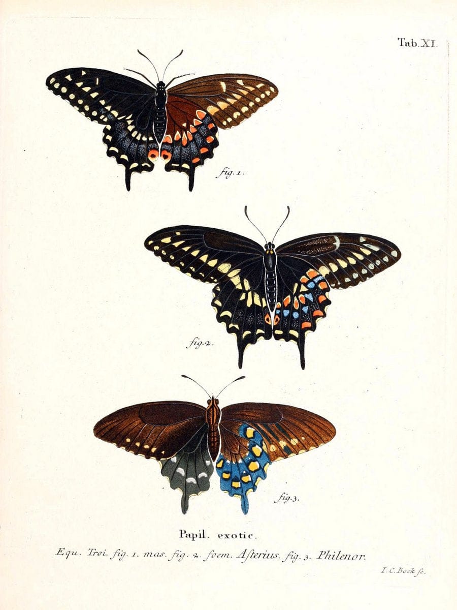 Die auslÃ¤ndischen Schmetterlinge in Abbildungen nach der Natur. v.2, platesErlangen :im | Butterflies Lepidoptera "Pictorial works"  | Vintage Print Reproduction 471257