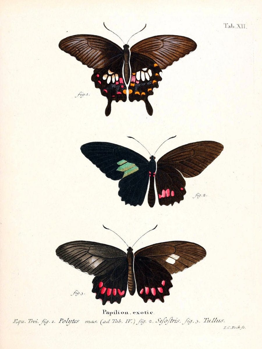 Die auslÃ¤ndischen Schmetterlinge in Abbildungen nach der Natur. v.2, platesErlangen :im | Butterflies Lepidoptera "Pictorial works"  | Vintage Print Reproduction 471258