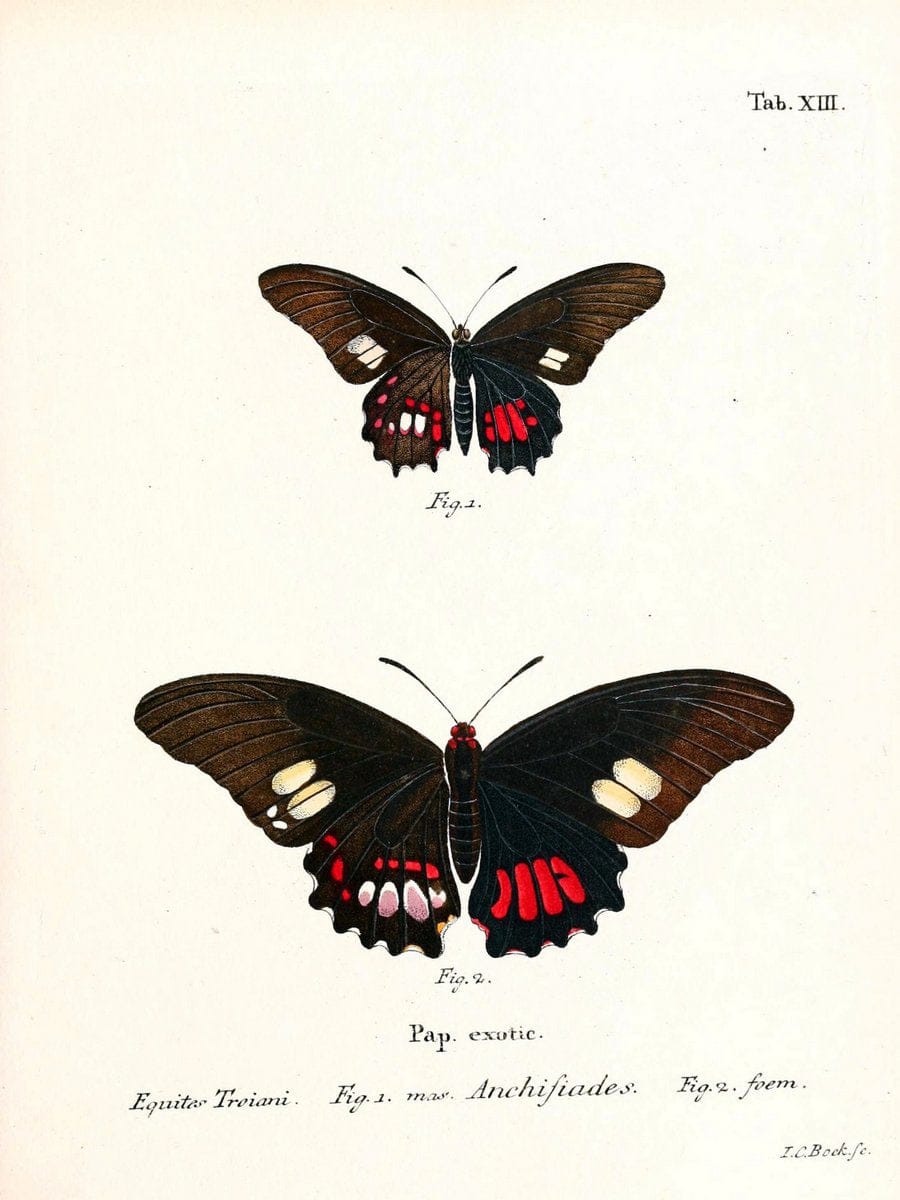 Die auslÃ¤ndischen Schmetterlinge in Abbildungen nach der Natur. v.2, platesErlangen :im | Butterflies Lepidoptera "Pictorial works"  | Vintage Print Reproduction 471259