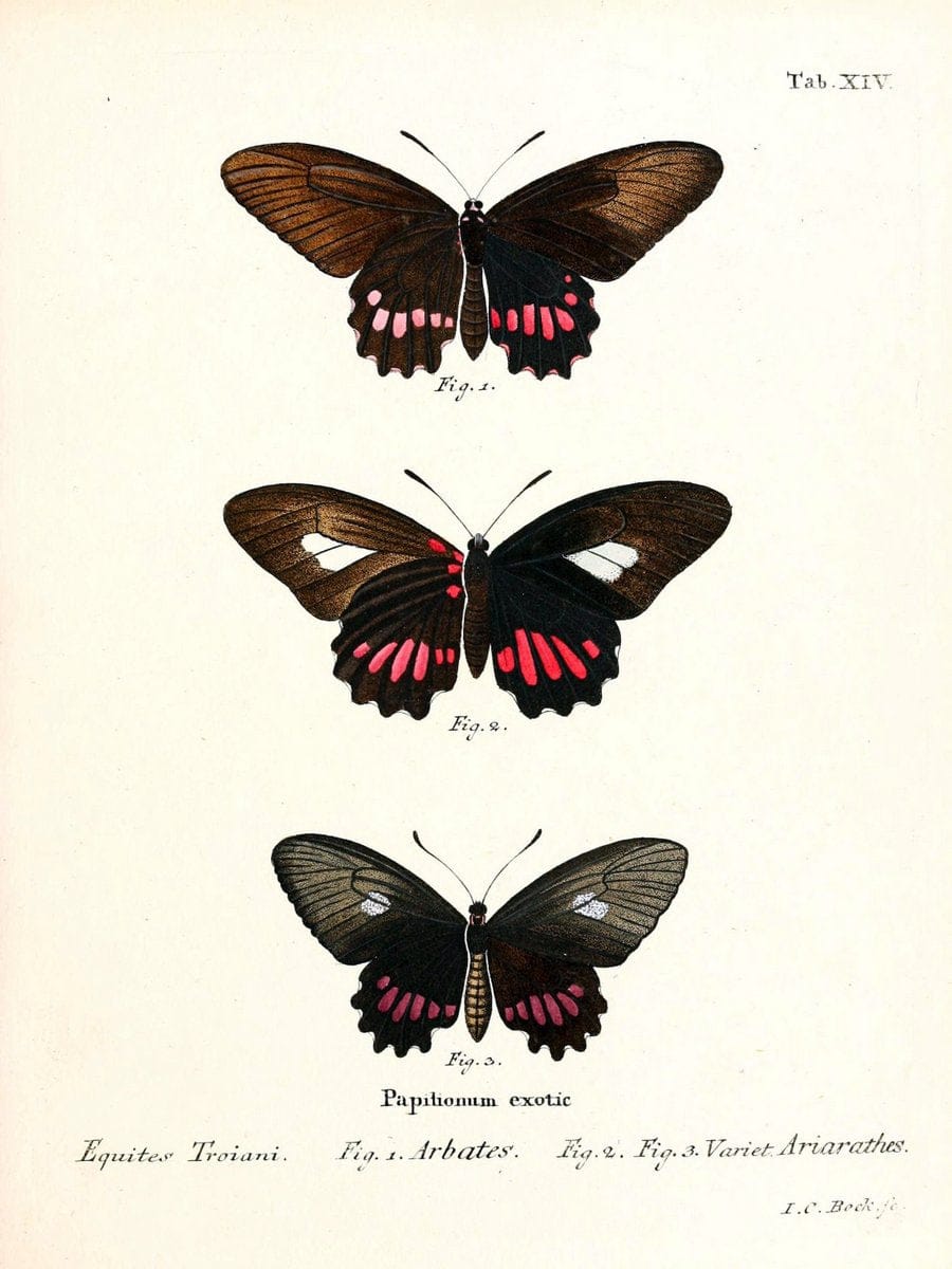 Die auslÃ¤ndischen Schmetterlinge in Abbildungen nach der Natur. v.2, platesErlangen :im | Butterflies Lepidoptera "Pictorial works"  | Vintage Print Reproduction 471260
