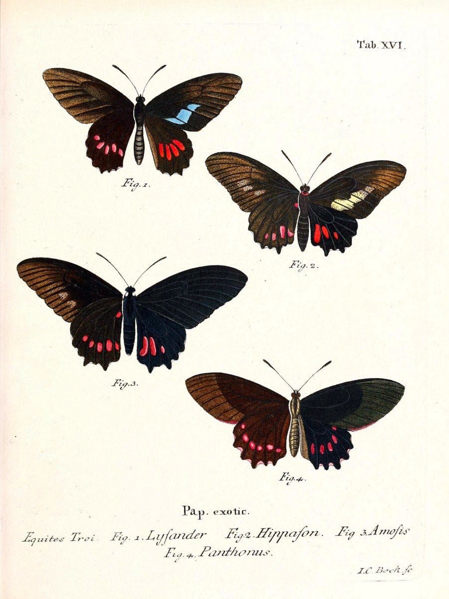 Die auslÃ¤ndischen Schmetterlinge in Abbildungen nach der Natur. v.2, platesErlangen :im | Butterflies Lepidoptera "Pictorial works"  | Vintage Print Reproduction 471262