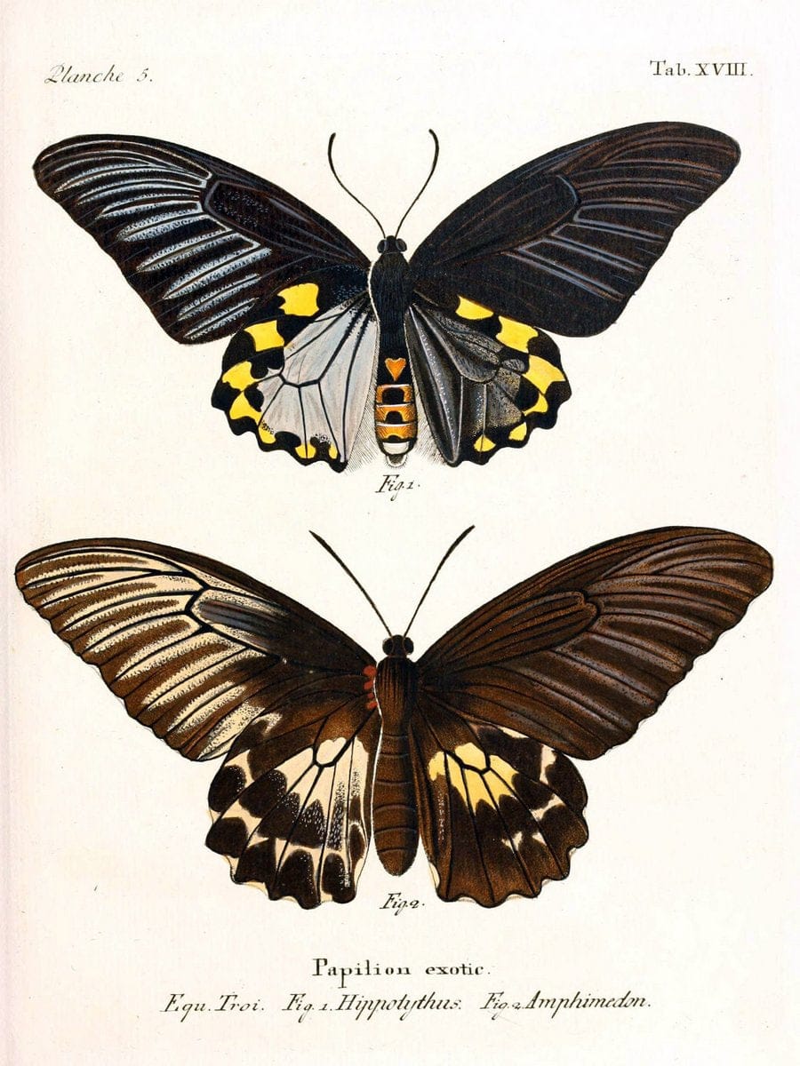 Die auslÃ¤ndischen Schmetterlinge in Abbildungen nach der Natur. v.2, platesErlangen :im | Butterflies Lepidoptera "Pictorial works"  | Vintage Print Reproduction 471263