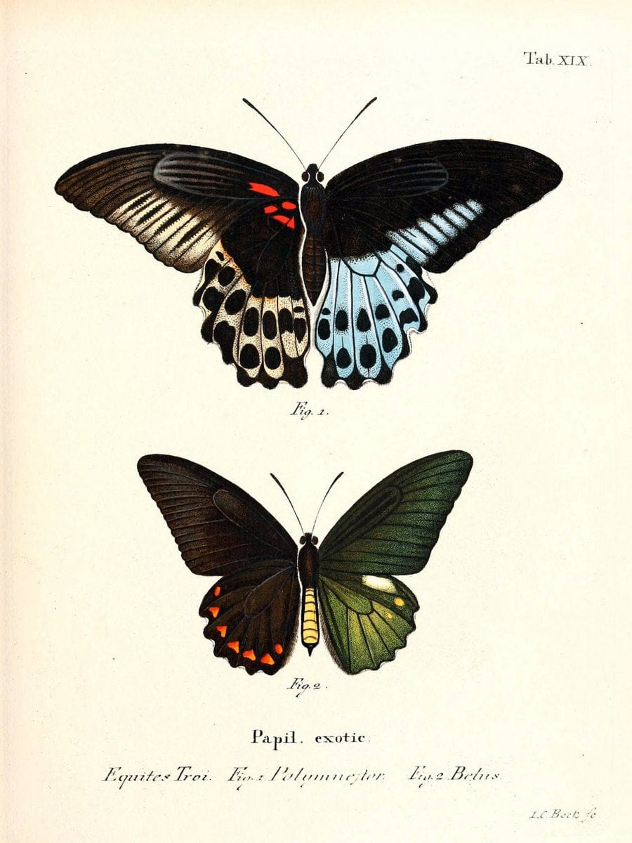 Die auslÃ¤ndischen Schmetterlinge in Abbildungen nach der Natur. v.2, platesErlangen :im | Butterflies Lepidoptera "Pictorial works"  | Vintage Print Reproduction 471264
