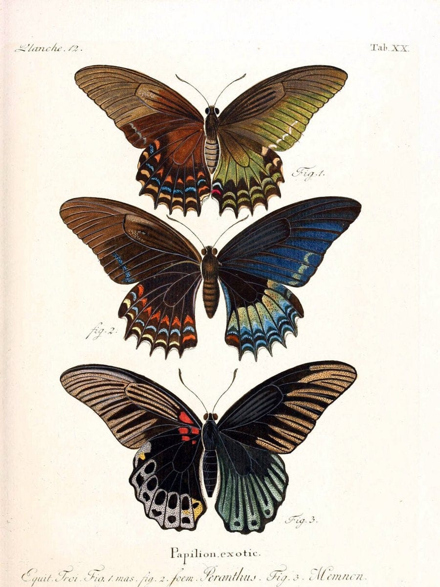 Die auslÃ¤ndischen Schmetterlinge in Abbildungen nach der Natur. v.2, platesErlangen :im | Butterflies Lepidoptera "Pictorial works"  | Vintage Print Reproduction 471265