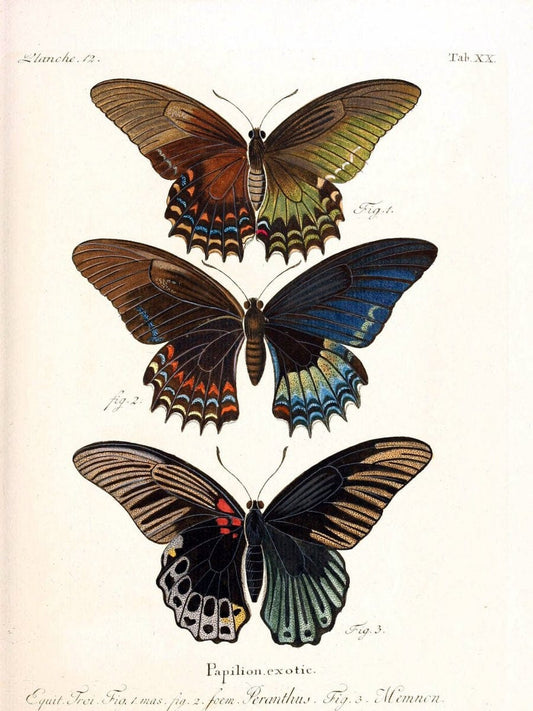 Die auslÃ¤ndischen Schmetterlinge in Abbildungen nach der Natur. v.2, platesErlangen :im | Butterflies Lepidoptera "Pictorial works"  | Vintage Print Reproduction 471265