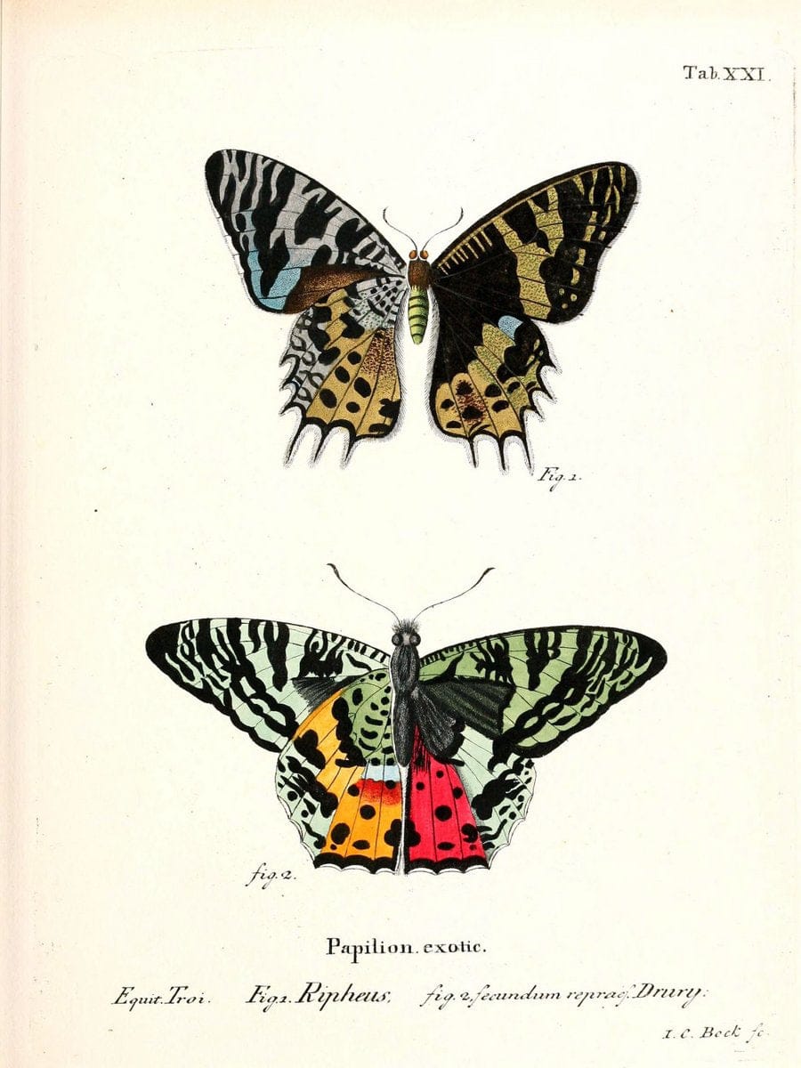 Die auslÃ¤ndischen Schmetterlinge in Abbildungen nach der Natur. v.2, platesErlangen :im | Butterflies Lepidoptera "Pictorial works"  | Vintage Print Reproduction 471266