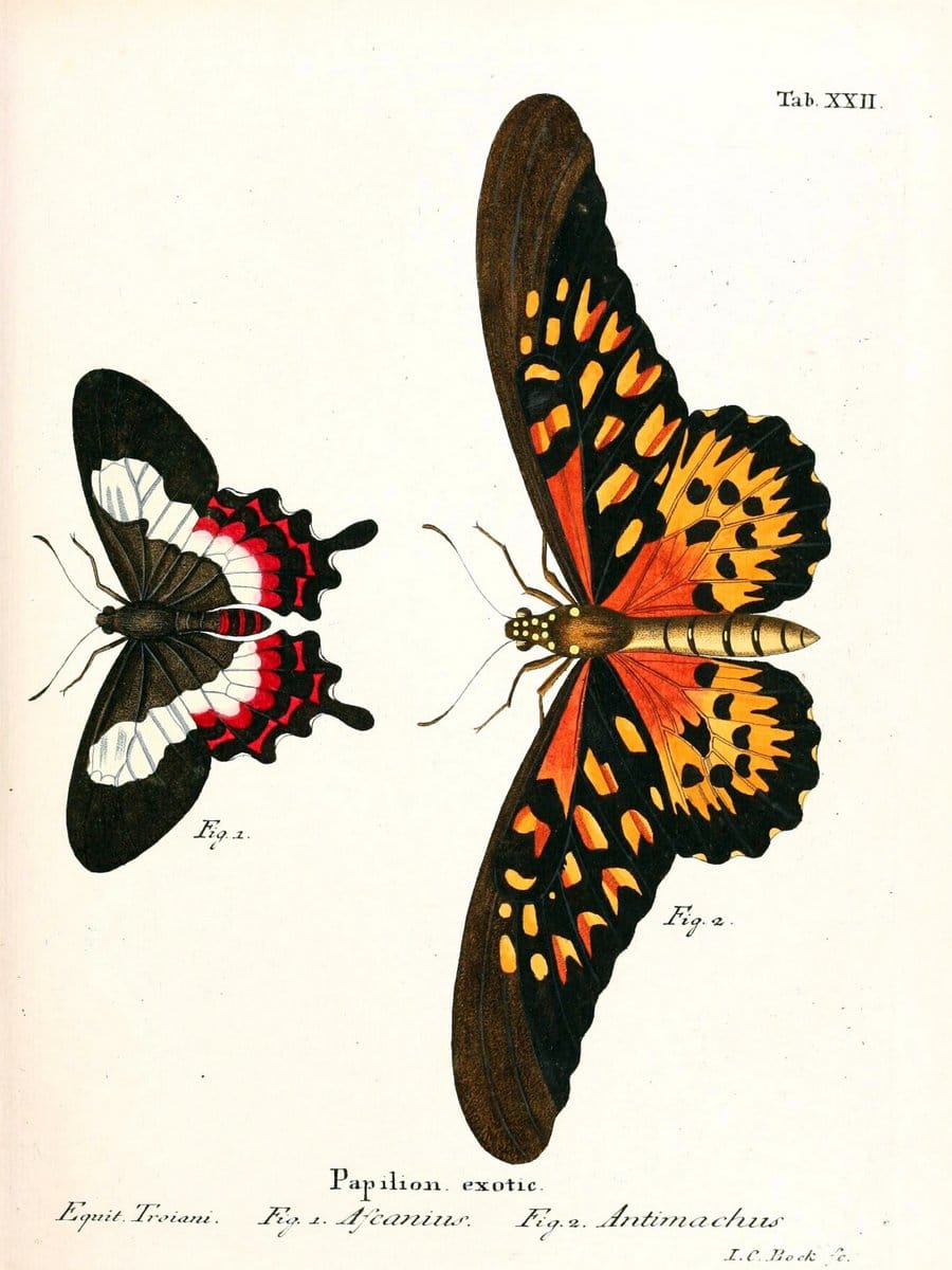 Die auslÃ¤ndischen Schmetterlinge in Abbildungen nach der Natur. v.2, platesErlangen :im | Butterflies Lepidoptera "Pictorial works"  | Vintage Print Reproduction 471267