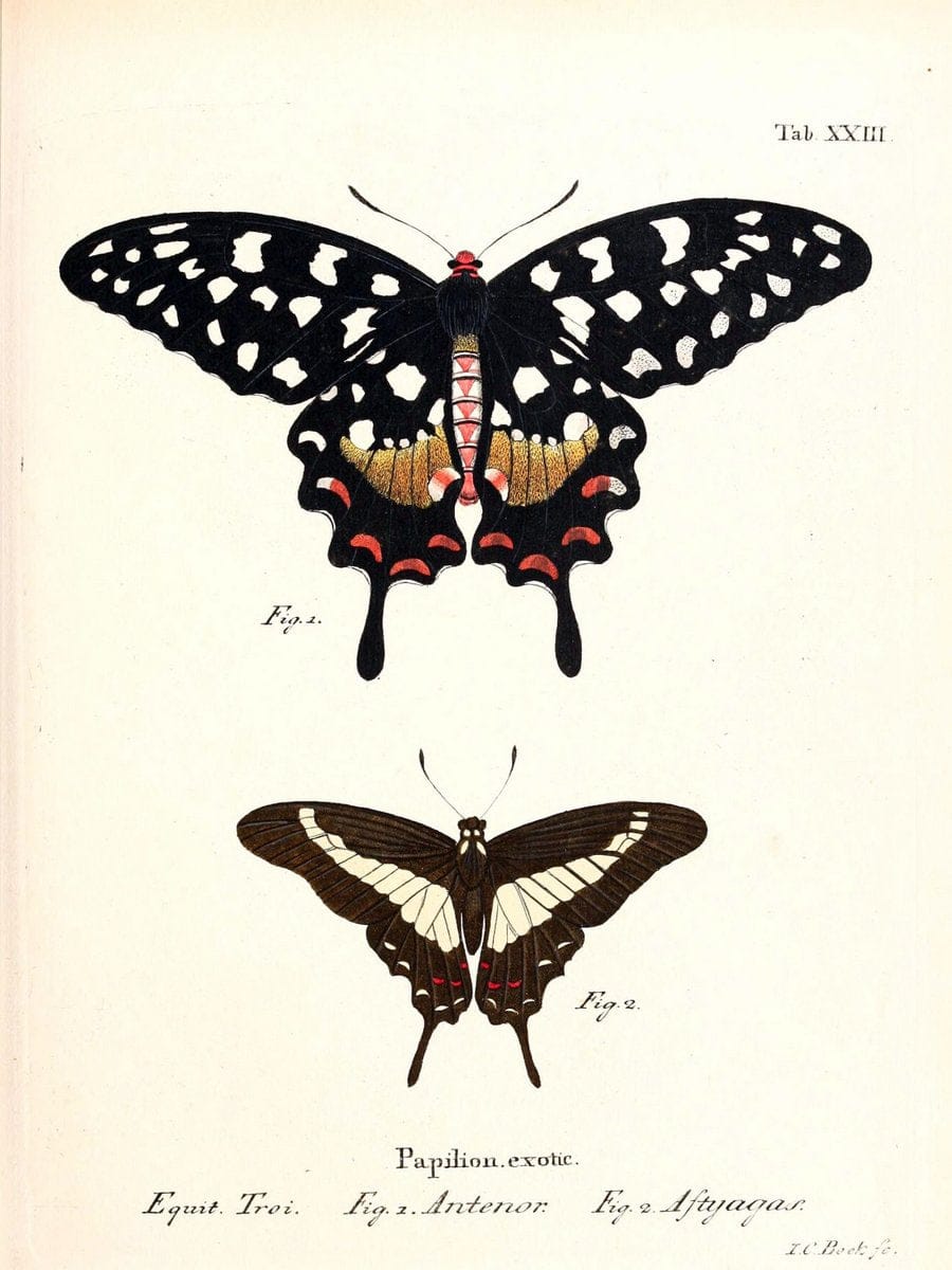 Die auslÃ¤ndischen Schmetterlinge in Abbildungen nach der Natur. v.2, platesErlangen :im | Butterflies Lepidoptera "Pictorial works"  | Vintage Print Reproduction 471268