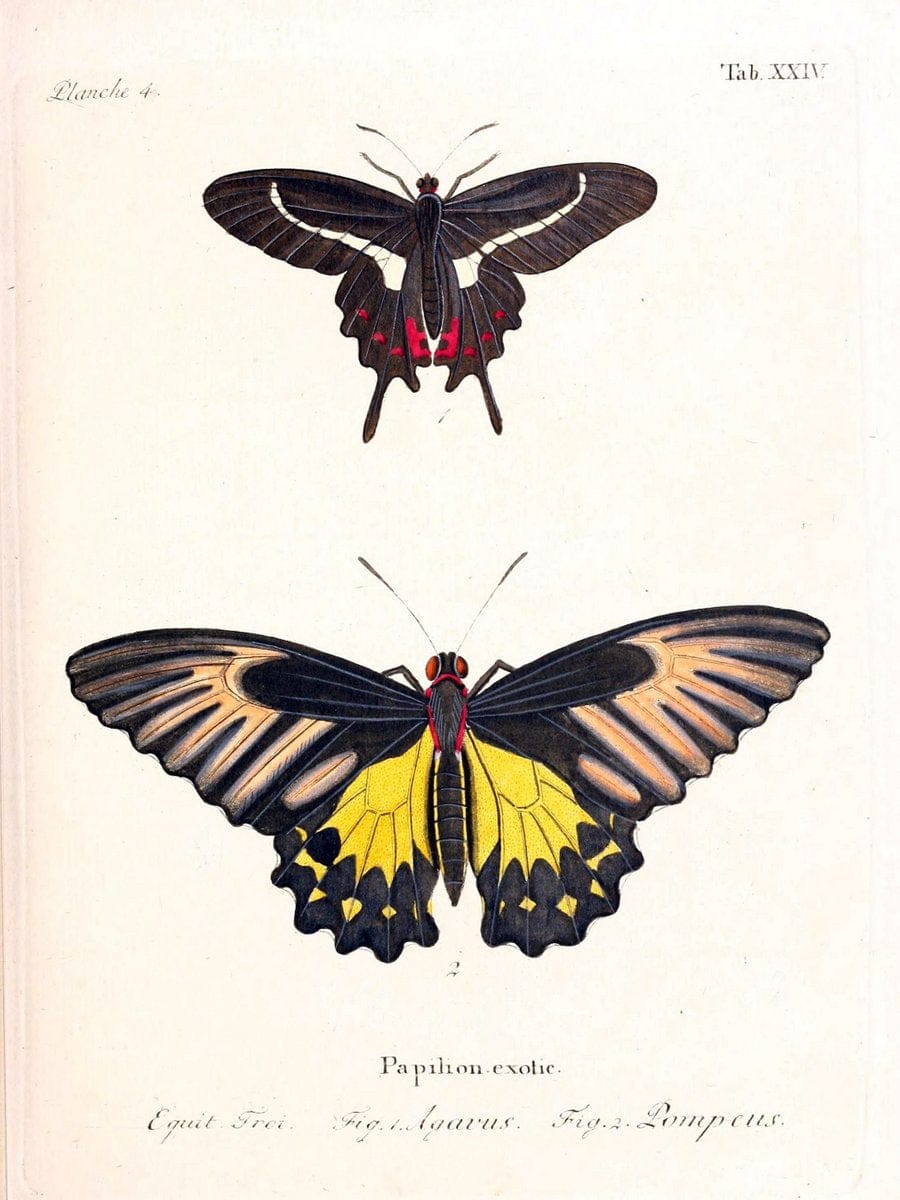Die auslÃ¤ndischen Schmetterlinge in Abbildungen nach der Natur. v.2, platesErlangen :im | Butterflies Lepidoptera "Pictorial works"  | Vintage Print Reproduction 471269