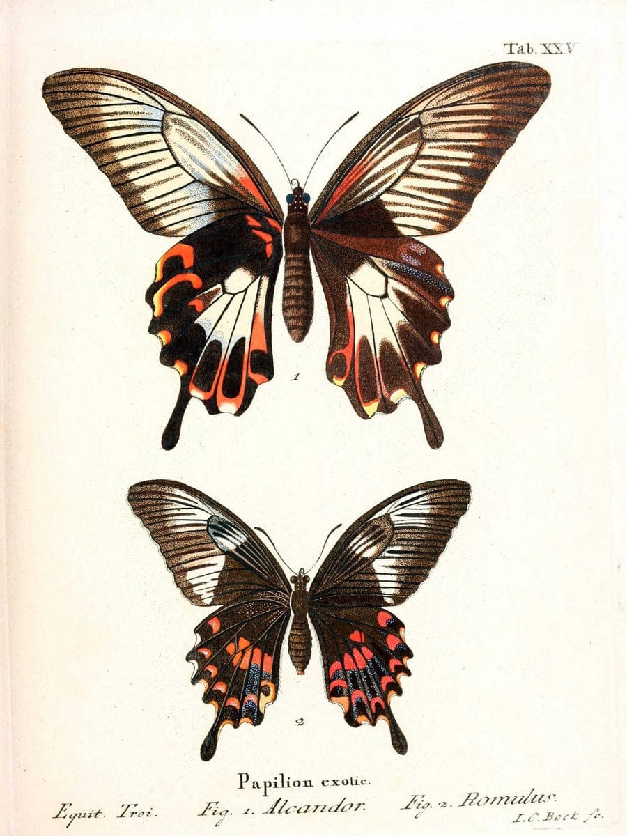 Die auslÃ¤ndischen Schmetterlinge in Abbildungen nach der Natur. v.2, platesErlangen :im | Butterflies Lepidoptera "Pictorial works"  | Vintage Print Reproduction 471270