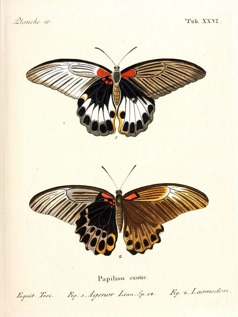 Die auslÃ¤ndischen Schmetterlinge in Abbildungen nach der Natur. v.2, platesErlangen :im | Butterflies Lepidoptera "Pictorial works"  | Vintage Print Reproduction 471271