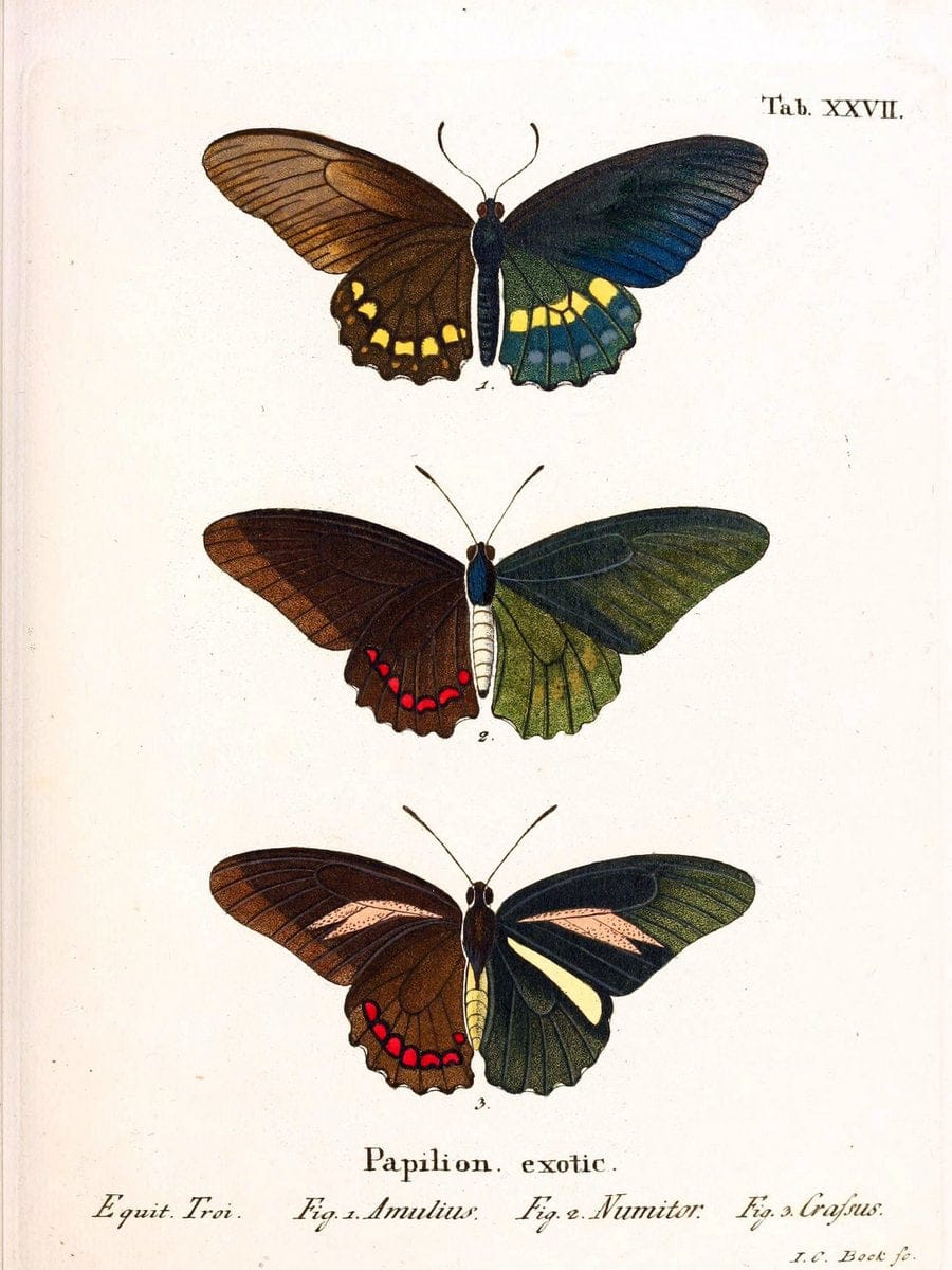 Die auslÃ¤ndischen Schmetterlinge in Abbildungen nach der Natur. v.2, platesErlangen :im | Butterflies Lepidoptera "Pictorial works"  | Vintage Print Reproduction 471272