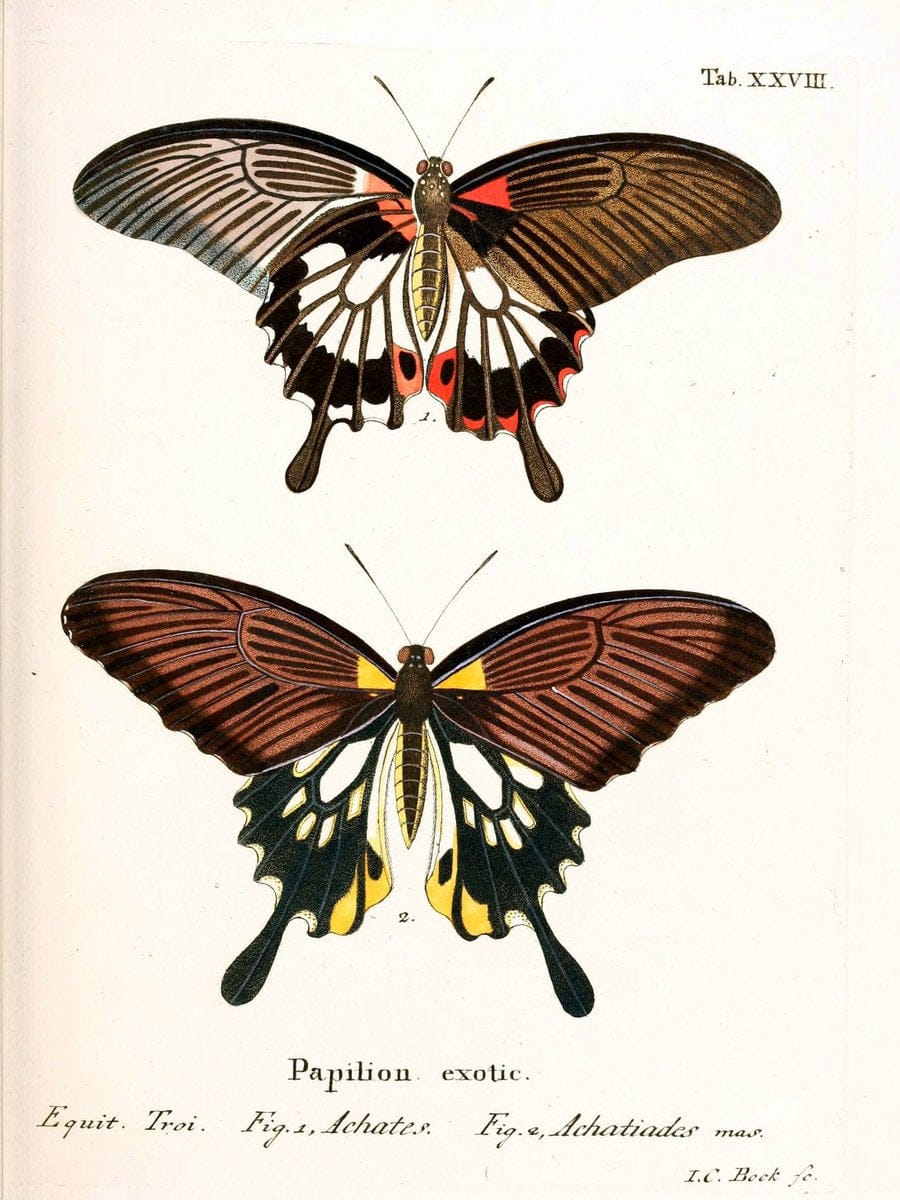 Die auslÃ¤ndischen Schmetterlinge in Abbildungen nach der Natur. v.2, platesErlangen :im | Butterflies Lepidoptera "Pictorial works"  | Vintage Print Reproduction 471273