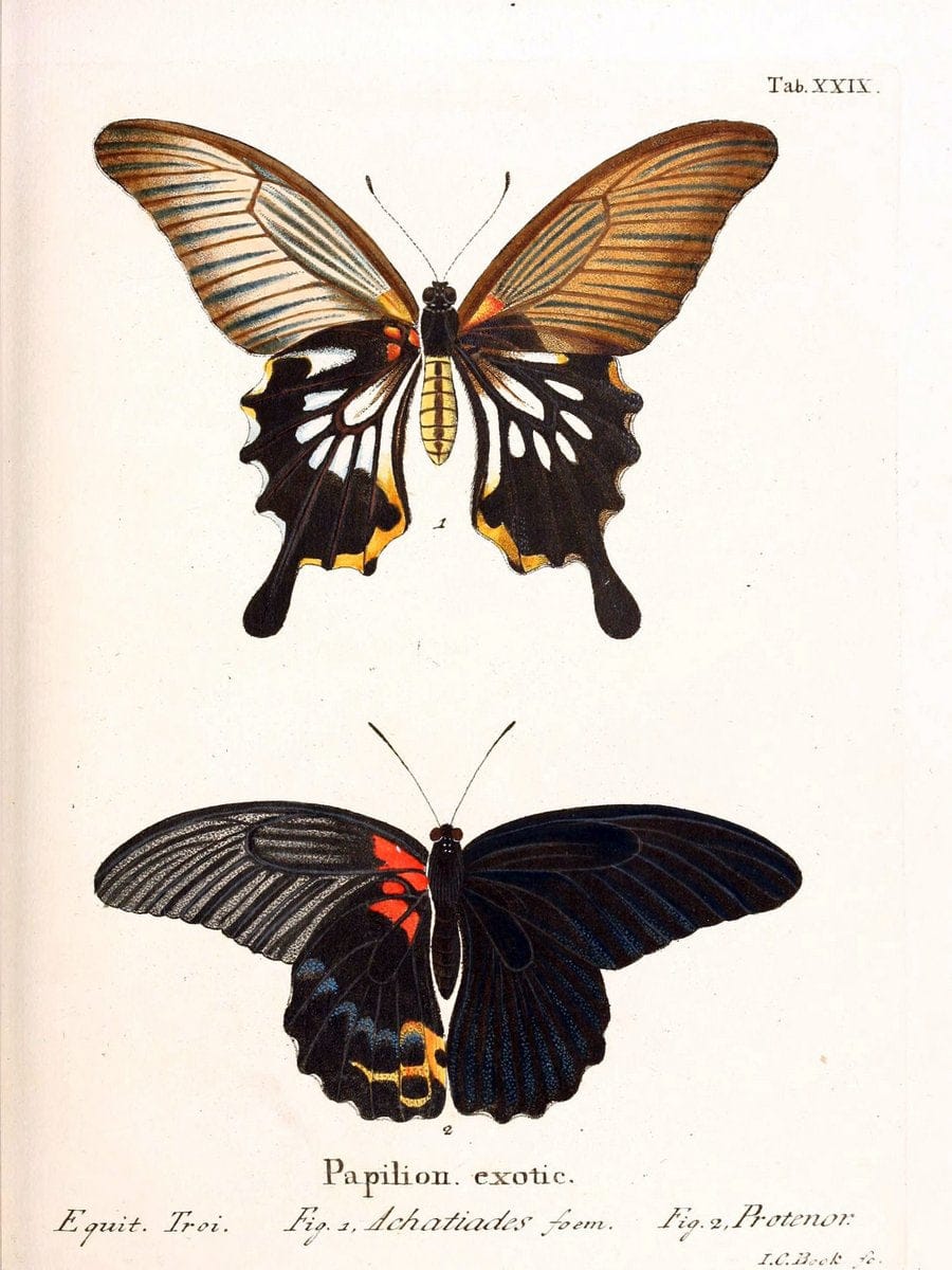 Die auslÃ¤ndischen Schmetterlinge in Abbildungen nach der Natur. v.2, platesErlangen :im | Butterflies Lepidoptera "Pictorial works"  | Vintage Print Reproduction 471274