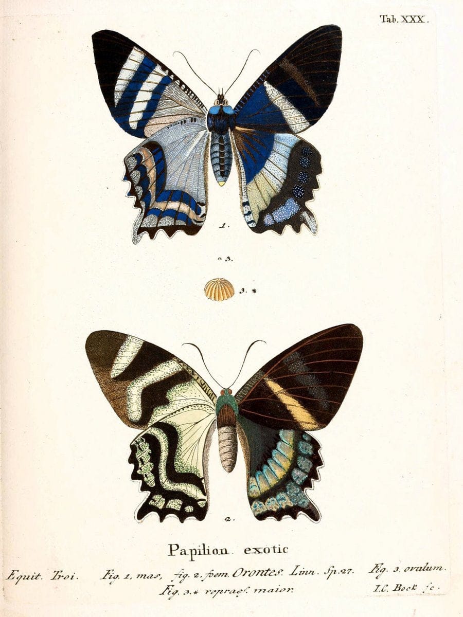 Die auslÃ¤ndischen Schmetterlinge in Abbildungen nach der Natur. v.2, platesErlangen :im | Butterflies Lepidoptera "Pictorial works"  | Vintage Print Reproduction 471275
