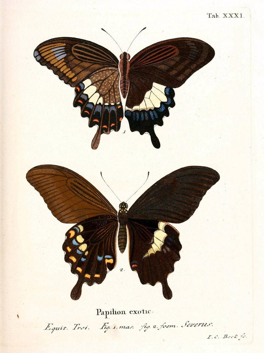 Die auslÃ¤ndischen Schmetterlinge in Abbildungen nach der Natur. v.2, platesErlangen :im | Butterflies Lepidoptera "Pictorial works"  | Vintage Print Reproduction 471276