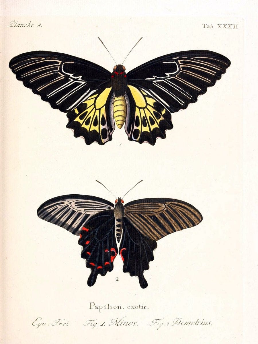 Die auslÃ¤ndischen Schmetterlinge in Abbildungen nach der Natur. v.2, platesErlangen :im | Butterflies Lepidoptera "Pictorial works"  | Vintage Print Reproduction 471277