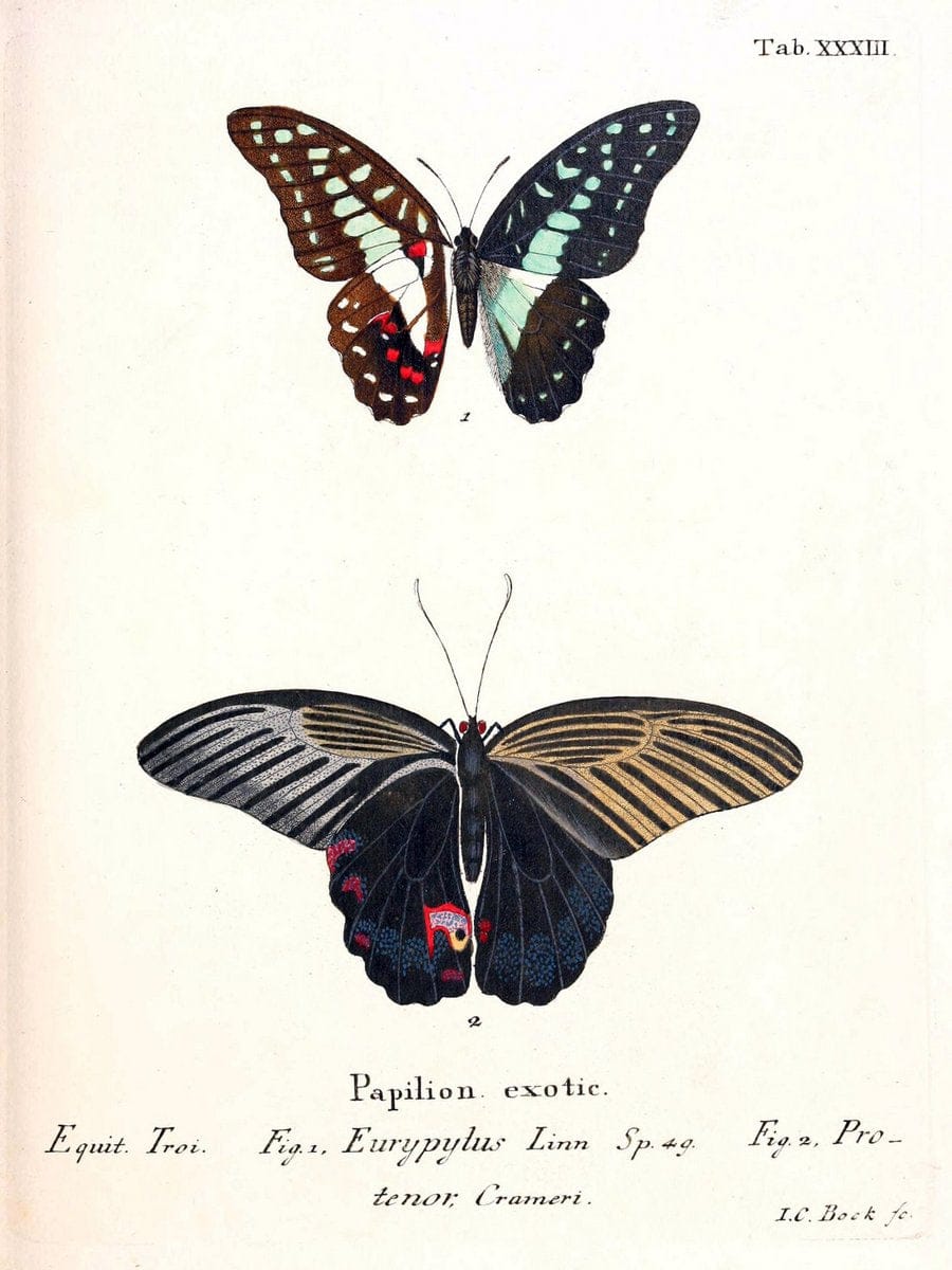 Die auslÃ¤ndischen Schmetterlinge in Abbildungen nach der Natur. v.2, platesErlangen :im | Butterflies Lepidoptera "Pictorial works"  | Vintage Print Reproduction 471278
