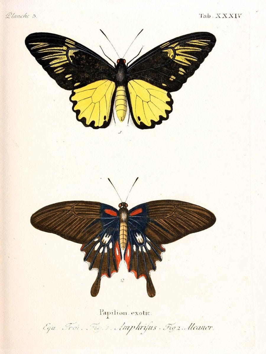 Die auslÃ¤ndischen Schmetterlinge in Abbildungen nach der Natur. v.2, platesErlangen :im | Butterflies Lepidoptera "Pictorial works"  | Vintage Print Reproduction 471279
