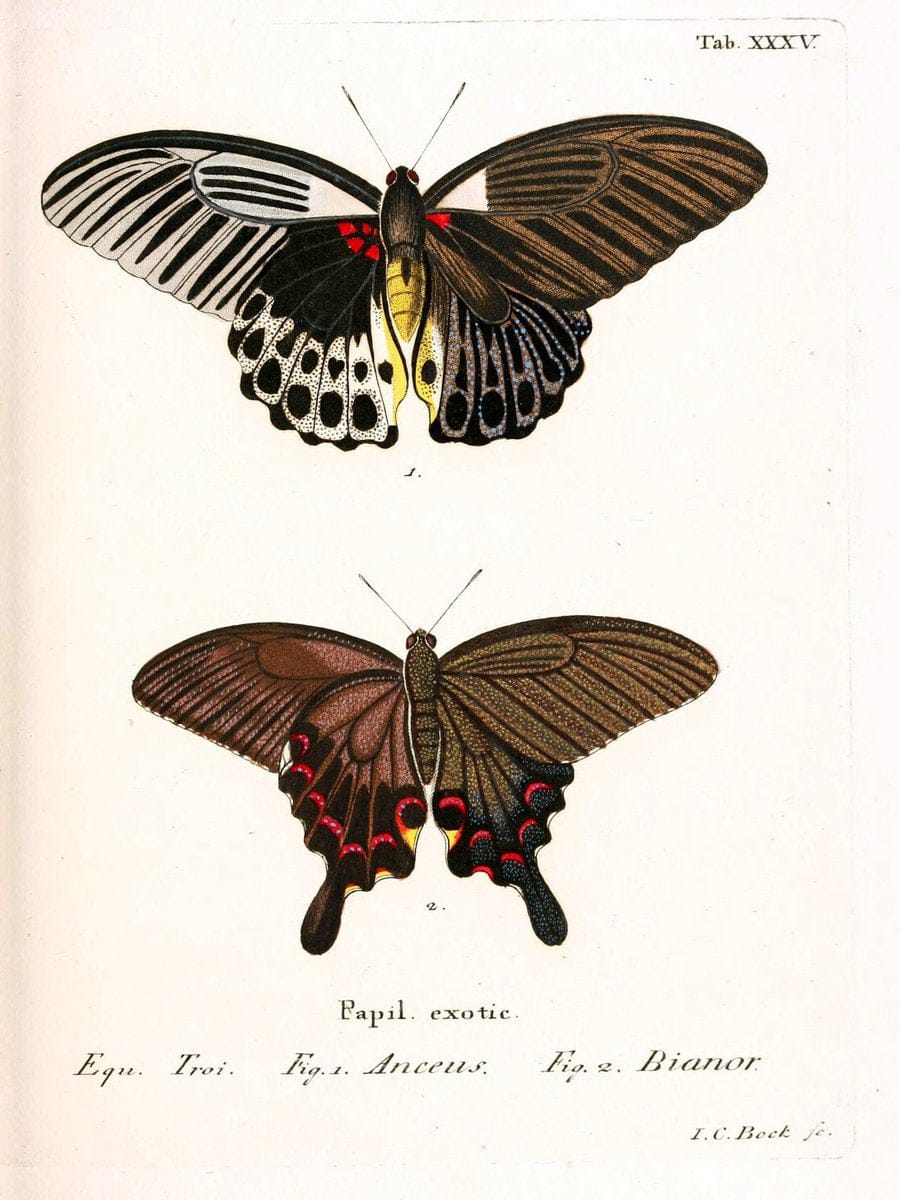 Die auslÃ¤ndischen Schmetterlinge in Abbildungen nach der Natur. v.2, platesErlangen :im | Butterflies Lepidoptera "Pictorial works"  | Vintage Print Reproduction 471280