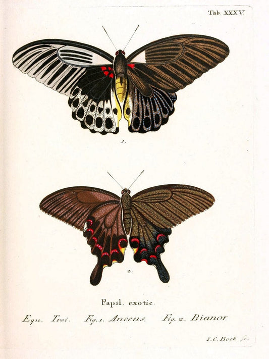 Die auslÃ¤ndischen Schmetterlinge in Abbildungen nach der Natur. v.2, platesErlangen :im | Butterflies Lepidoptera "Pictorial works"  | Vintage Print Reproduction 471280