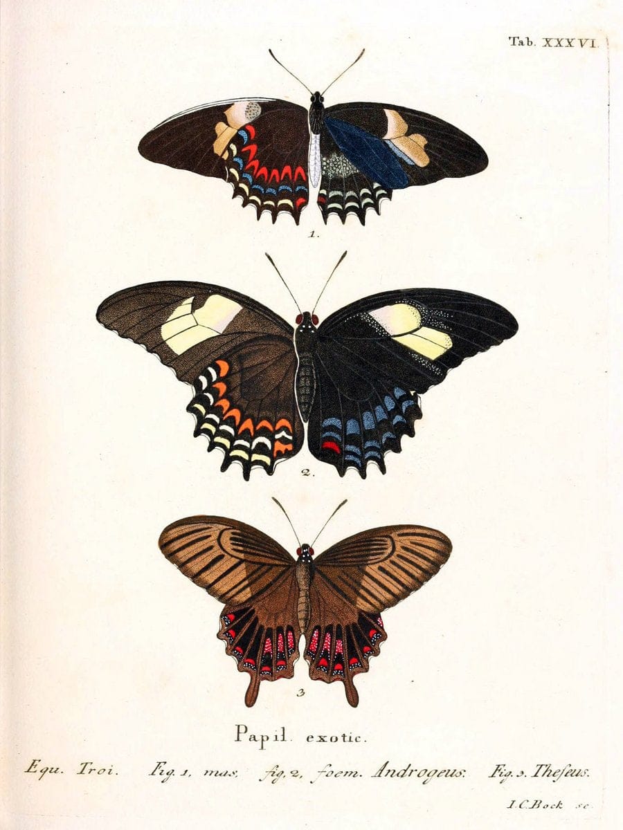 Die auslÃ¤ndischen Schmetterlinge in Abbildungen nach der Natur. v.2, platesErlangen :im | Butterflies Lepidoptera "Pictorial works"  | Vintage Print Reproduction 471281