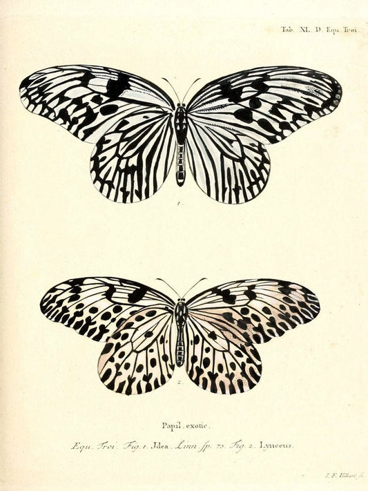 Die auslÃ¤ndischen Schmetterlinge in Abbildungen nach der Natur. v.2, platesErlangen :im | Butterflies Lepidoptera "Pictorial works"  | Vintage Print Reproduction 471289