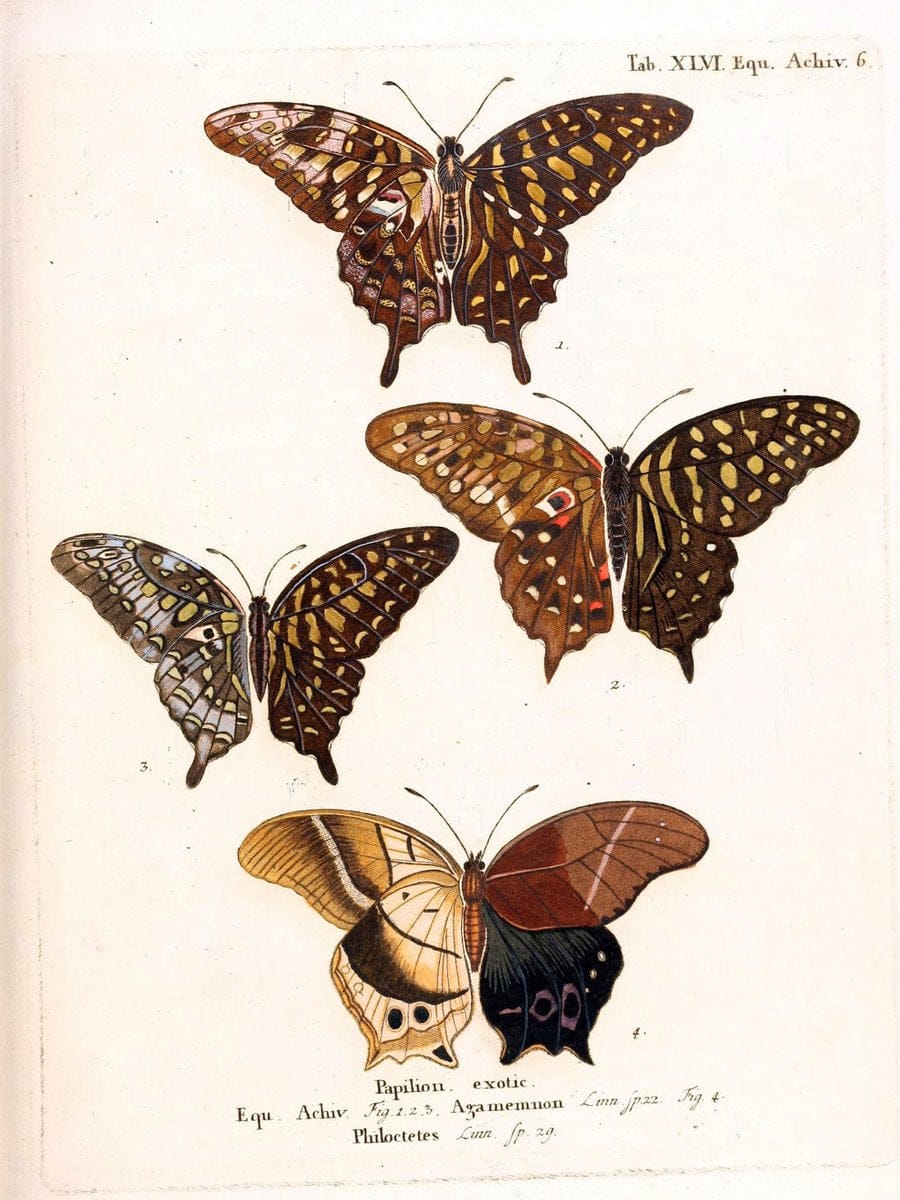 Birds through the yearLondon,T.C. and E.C. Jack, ltd.[1922] | Vintage Print Reproduction 471292