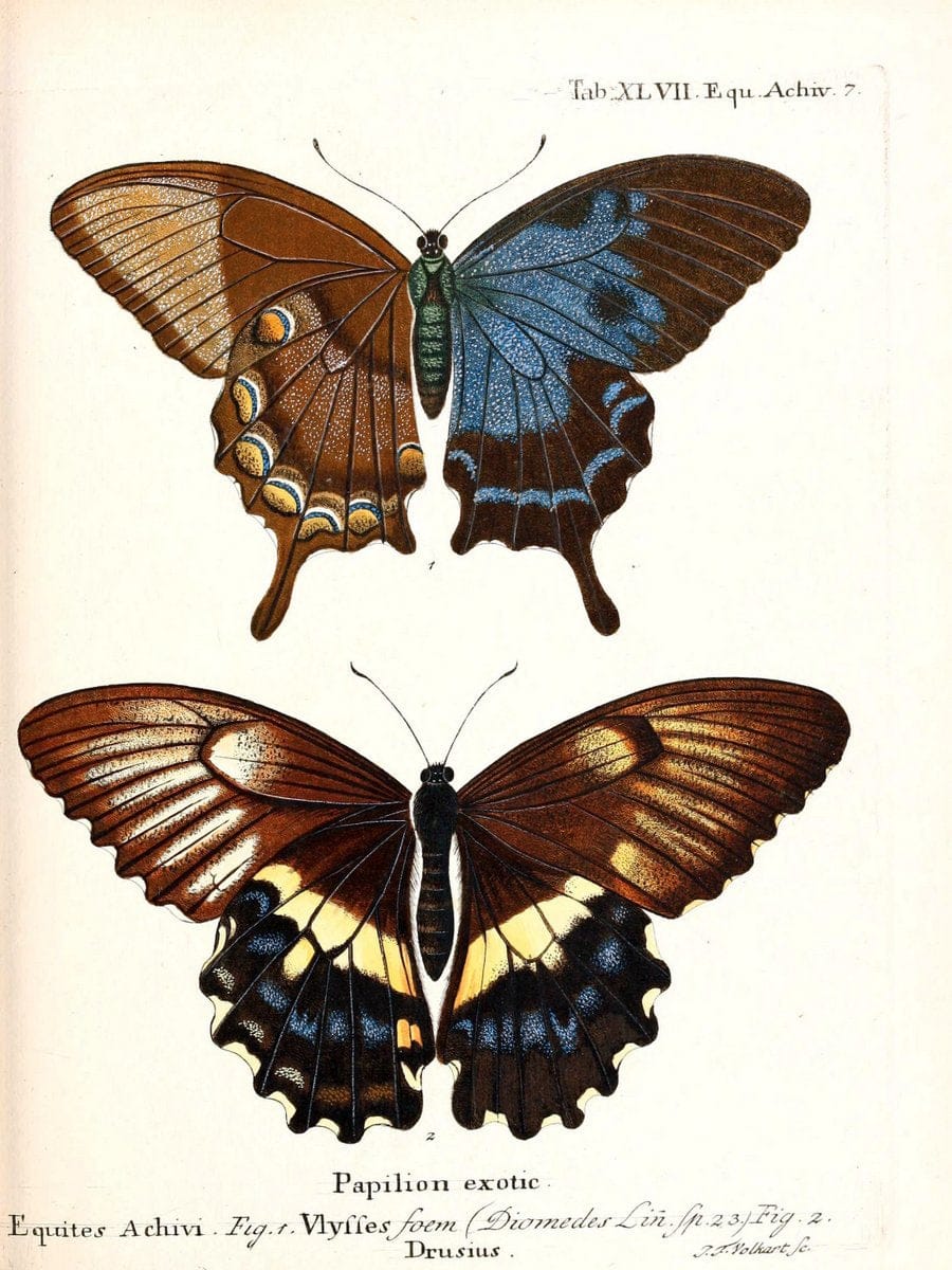 Die auslÃ¤ndischen Schmetterlinge in Abbildungen nach der Natur. v.2, :im Verlage der Expedition des Esperschen Schmetterlings-und des Schreber'schen SÃ¤ugthierwerkes,[1830] |Vintage Reproduction 471293