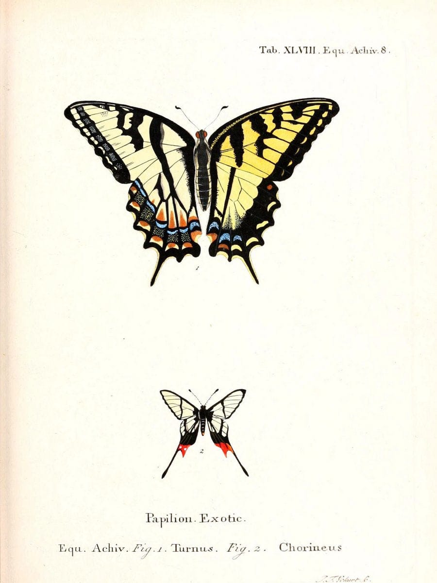 Die auslÃ¤ndischen Schmetterlinge in Abbildungen nach der Natur. v.2, :im Verlage der Expedition des Esperschen Schmetterlings-und des Schreber'schen SÃ¤ugthierwerkes,[1830] |Vintage Reproduction 471294