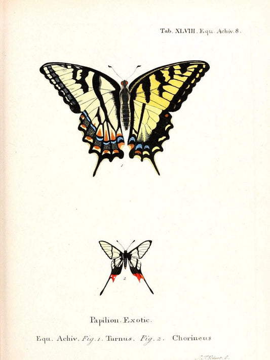 Die auslÃ¤ndischen Schmetterlinge in Abbildungen nach der Natur. v.2, :im Verlage der Expedition des Esperschen Schmetterlings-und des Schreber'schen SÃ¤ugthierwerkes,[1830] |Vintage Reproduction 471294