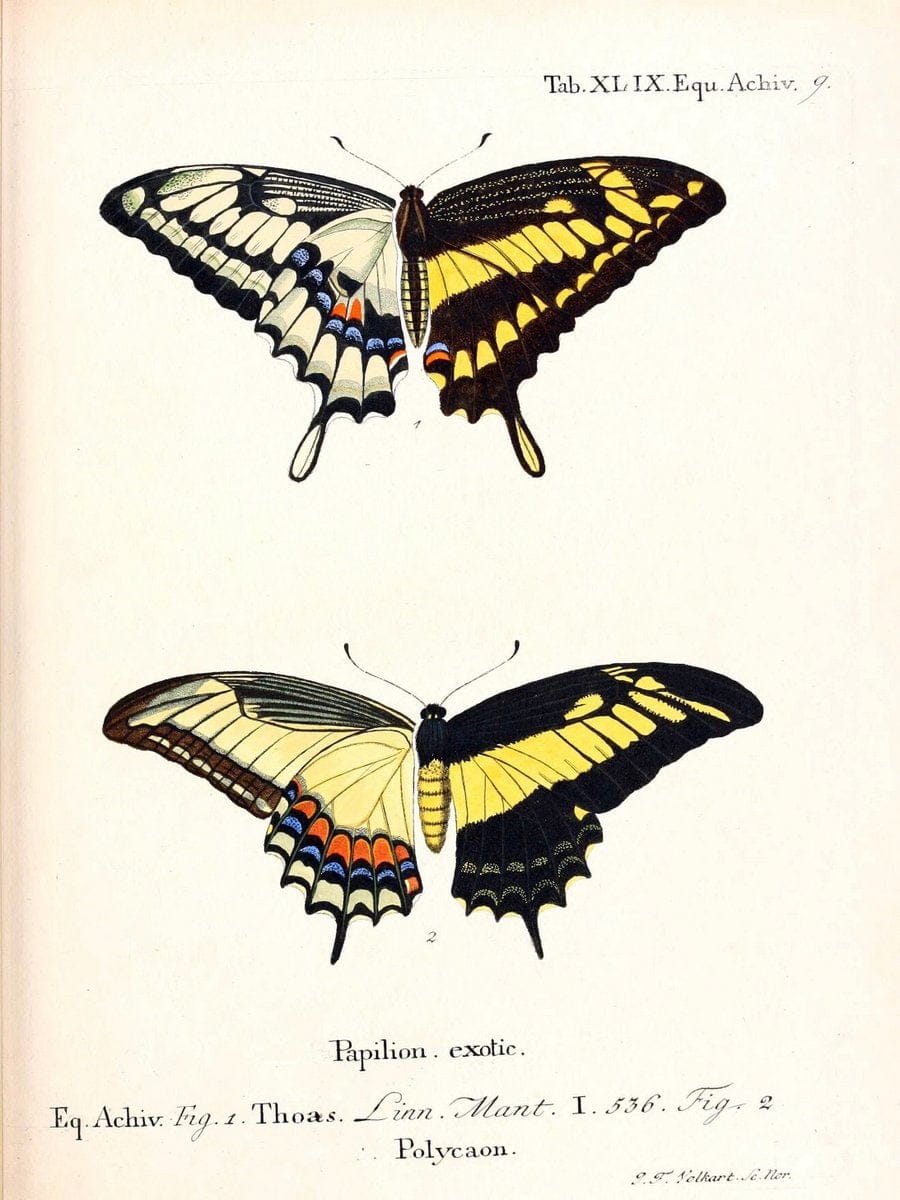 Die auslÃ¤ndischen Schmetterlinge in Abbildungen nach der Natur. v.2, :im Verlage der Expedition des Esperschen Schmetterlings-und des Schreber'schen SÃ¤ugthierwerkes,[1830] |Vintage Reproduction 471295