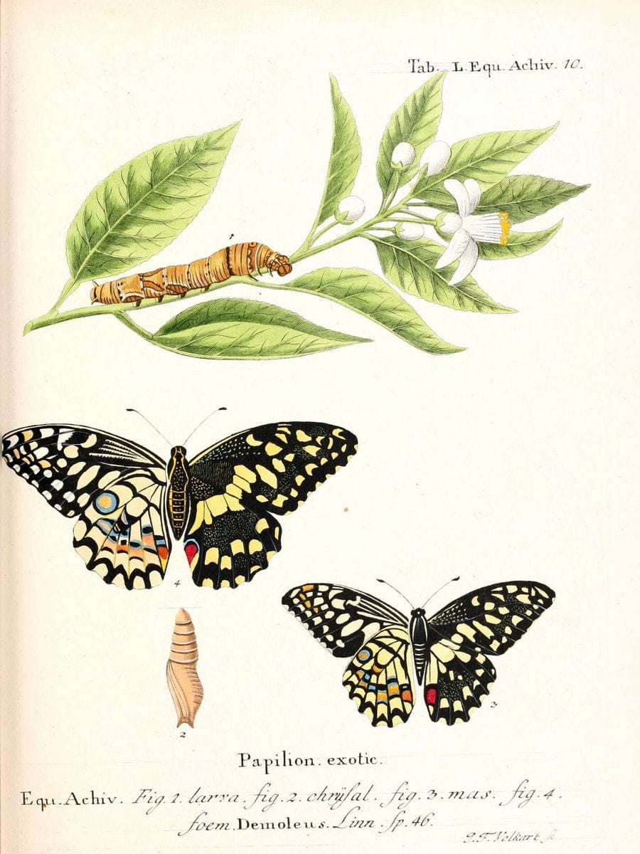 Die auslÃ¤ndischen Schmetterlinge in Abbildungen nach der Natur. v.2, :im Verlage der Expedition des Esperschen Schmetterlings-und des Schreber'schen SÃ¤ugthierwerkes,[1830] |Vintage Reproduction 471296