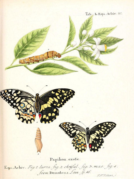 Die auslÃ¤ndischen Schmetterlinge in Abbildungen nach der Natur. v.2, :im Verlage der Expedition des Esperschen Schmetterlings-und des Schreber'schen SÃ¤ugthierwerkes,[1830] |Vintage Reproduction 471296