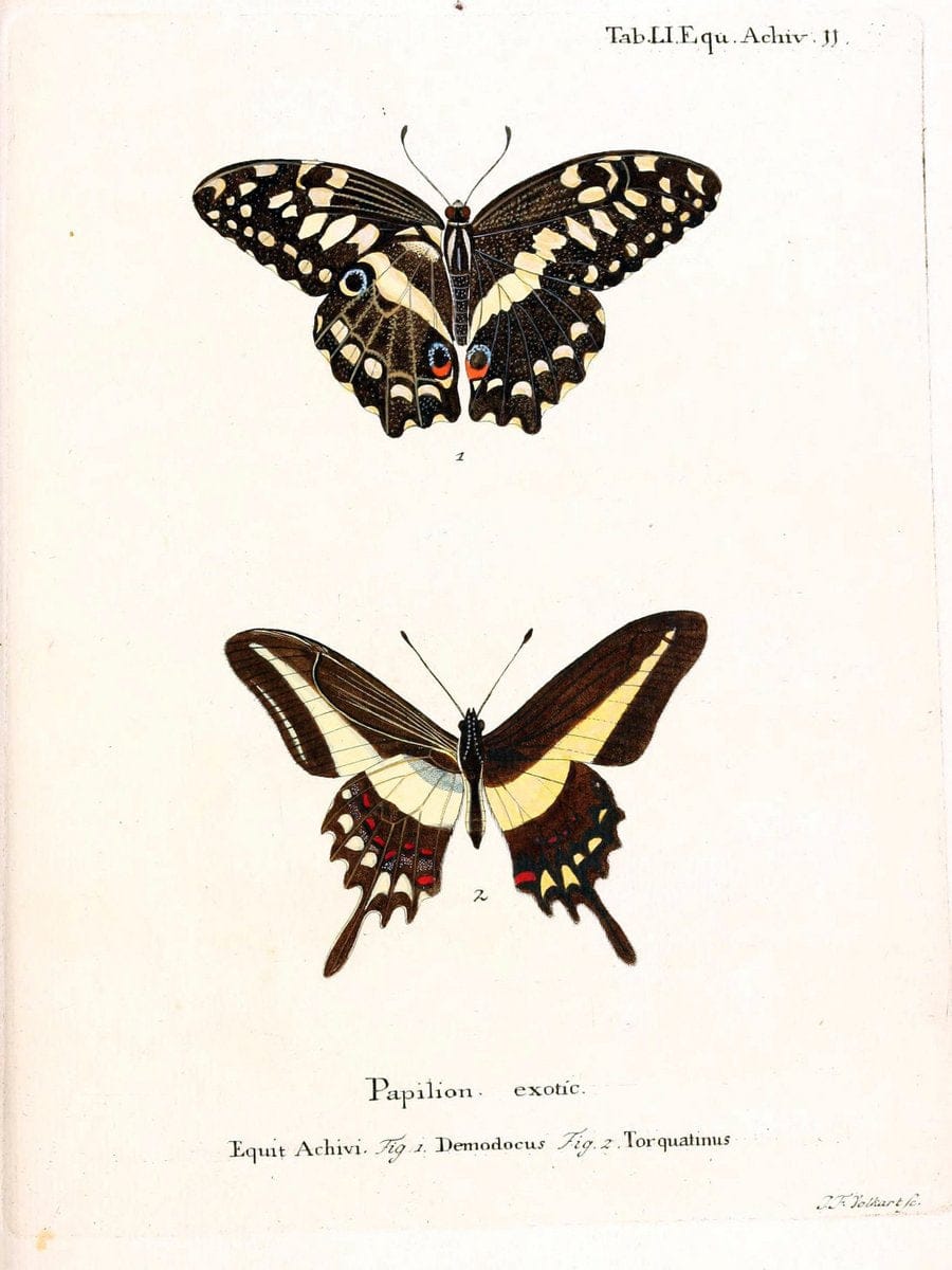 Die auslÃ¤ndischen Schmetterlinge in Abbildungen nach der Natur. v.2, :im Verlage der Expedition des Esperschen Schmetterlings-und des Schreber'schen SÃ¤ugthierwerkes,[1830] |Vintage Reproduction 471297