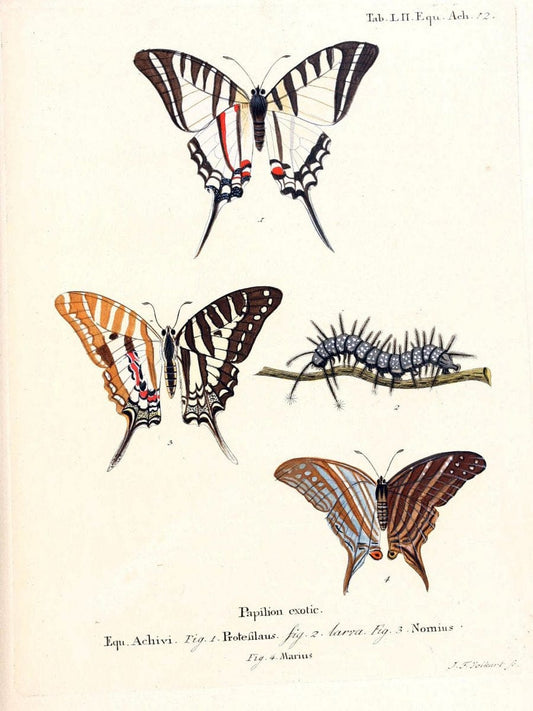 Die auslÃ¤ndischen Schmetterlinge in Abbildungen nach der Natur. v.2, :im Verlage der Expedition des Esperschen Schmetterlings-und des Schreber'schen SÃ¤ugthierwerkes,[1830] |Vintage Reproduction 471298