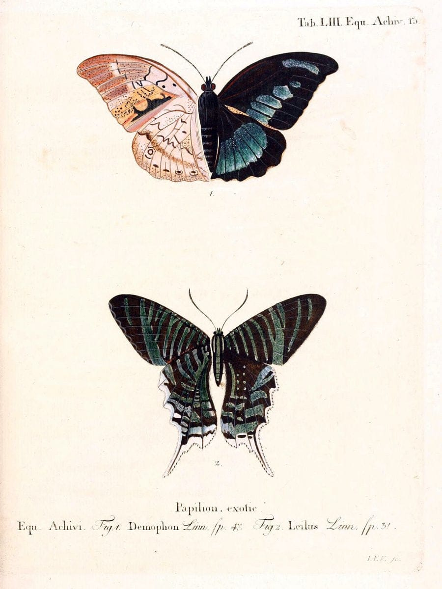 Die auslÃ¤ndischen Schmetterlinge in Abbildungen nach der Natur. v.2, :im Verlage der Expedition des Esperschen Schmetterlings-und des Schreber'schen SÃ¤ugthierwerkes,[1830] |Vintage Reproduction 471299