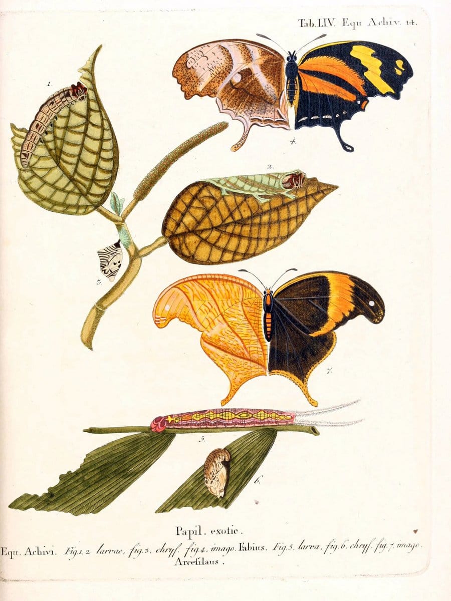 Die auslÃ¤ndischen Schmetterlinge in Abbildungen nach der Natur. v.2, :im Verlage der Expedition des Esperschen Schmetterlings-und des Schreber'schen SÃ¤ugthierwerkes,[1830] |Vintage Reproduction 471300