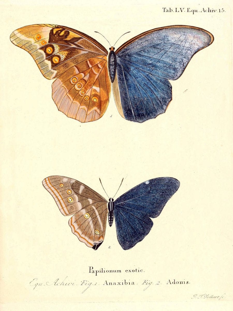 Die auslÃ¤ndischen Schmetterlinge in Abbildungen nach der Natur. v.2, :im Verlage der Expedition des Esperschen Schmetterlings-und des Schreber'schen SÃ¤ugthierwerkes,[1830] |Vintage Reproduction 471301