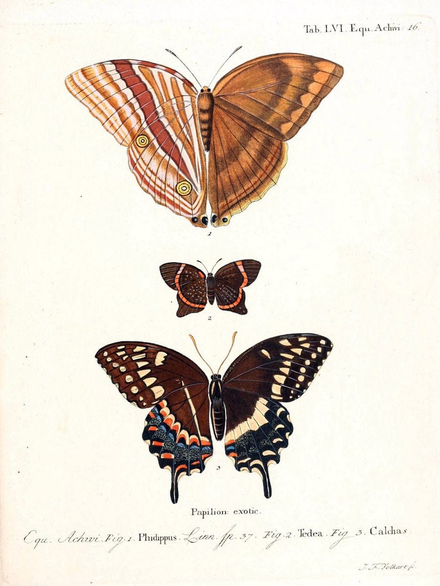 Die auslÃ¤ndischen Schmetterlinge in Abbildungen nach der Natur. v.2, :im Verlage der Expedition des Esperschen Schmetterlings-und des Schreber'schen SÃ¤ugthierwerkes,[1830] |Vintage Reproduction 471302
