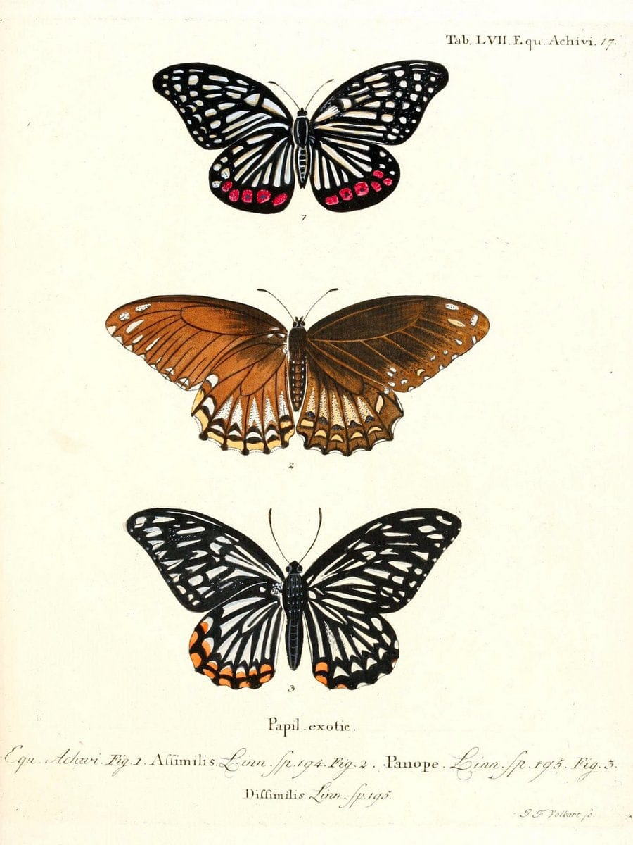 Die auslÃ¤ndischen Schmetterlinge in Abbildungen nach der Natur. v.2, :im Verlage der Expedition des Esperschen Schmetterlings-und des Schreber'schen SÃ¤ugthierwerkes,[1830] |Vintage Reproduction 471303